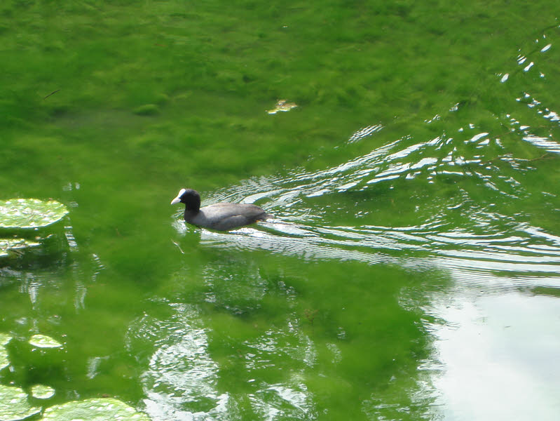 Male Coot, Dalby Forest