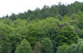 Dalby Forest gallery