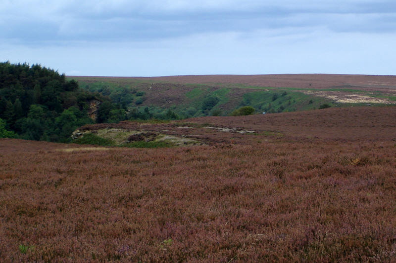 Purple Heather near the Saltergate Inn