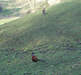 Pheasants in Oakdale