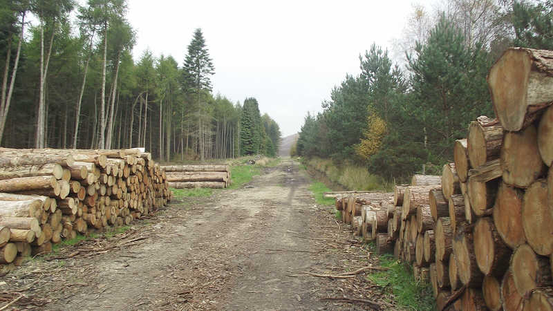 Plantation on Pamperdale Moor 