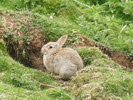 Red Grouse on Carlton Moor (1 of 2)