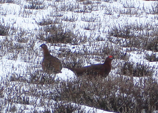 Red Grouse on Carlton Moor (2 of 2) 