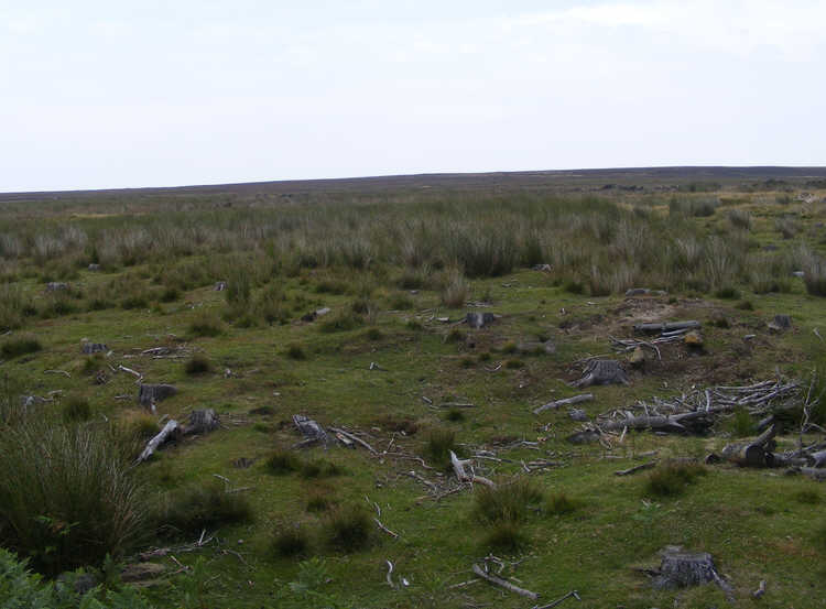 Tree stumps on Sand Hill