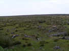 Tree stumps on Sand Hill