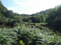Scar Wood