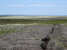 Westerdale Moor