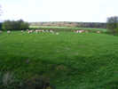 Across Studfold Ring