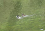 Tufted Ducks, Dalby Forest